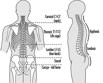 Coluna vertebral e unidade funcional.