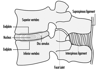 Coluna vertebral e unidade funcional.